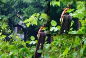 IIP Online Student Photography